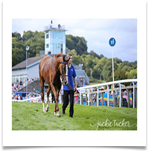 Home Time For Horses - Jackie Tucker